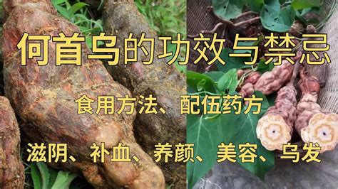 何首烏禁忌|何首乌的禁忌与副作用